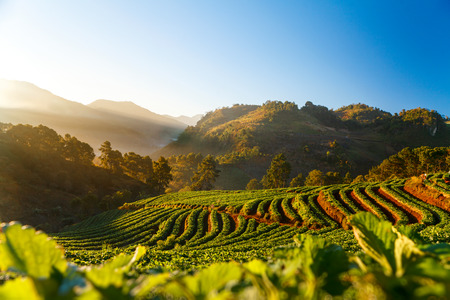 strawberry garden at Doi Ang Khang , Chiang Mai, Thailandの写真素材