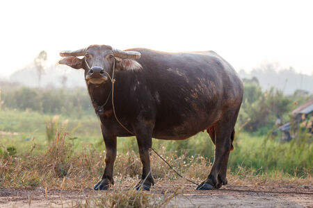 buffalo in the field thailandの写真素材