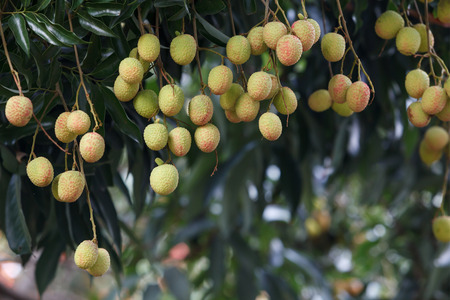Lychee fruitの写真素材