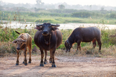 buffalo in the field thailandの写真素材
