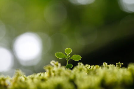 Close up green plant leaf with bokehの写真素材
