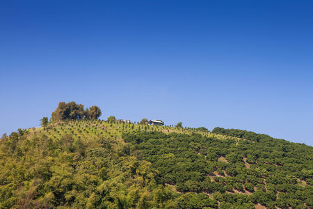 Orange tree garden  in north Thailandの写真素材