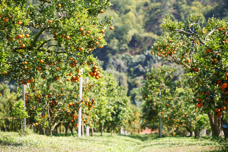 orange treeの写真素材
