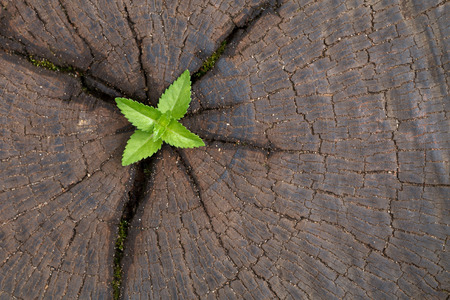 young plant growing on tree stumpの写真素材