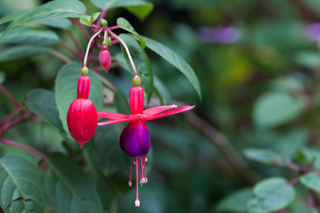 Pink and purple fuschia
の写真素材