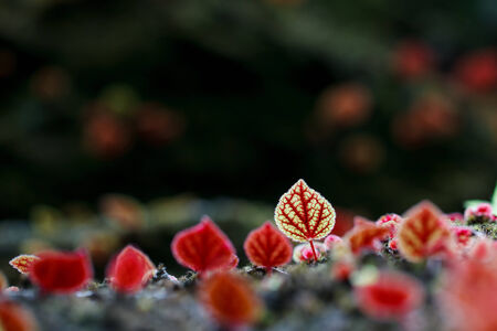 Red leaves of Begonia flowers at National Park Phitsanulok,Thailand