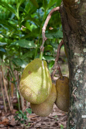 jack fruit on tree