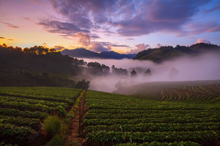 misty morning sunrise in strawberry garden at Doi Ang-khang mountain, chiangmai : thailandの写真素材