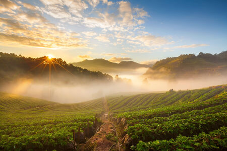 misty morning sunrise in strawberry garden at Doi Ang-khang mountain, chiangmai : thailandの写真素材