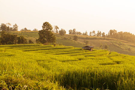 Hut in green terraced rice field during sunset at Chiangmai, Thailandの写真素材