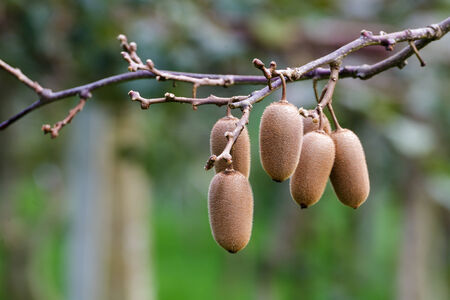Cluster of ripe kiwi fruit on the branchの写真素材
