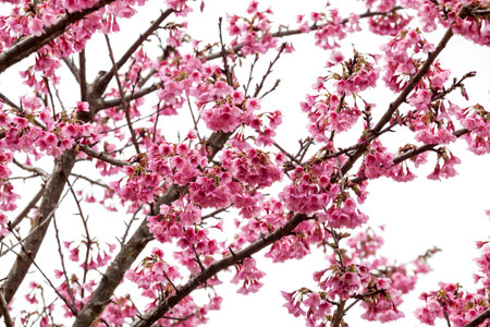 Branch with pink sakura blossomsの写真素材
