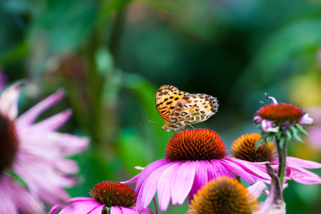 Monarch Butterfly on ConeFlowersの写真素材