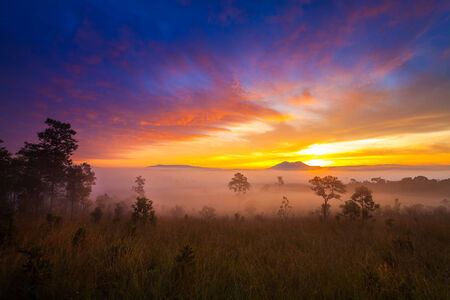 misty morning sunrise in mountain at Thung Salang Luang National Park Phetchabun,Thailandの写真素材