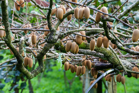 Cluster of ripe kiwi fruit on the branchの写真素材