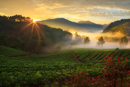 misty morning sunrise in strawberry garden at Doi Ang-khang mountain, chiangmai : thailandの写真素材