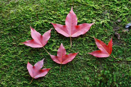 Red maple leaves on stone mossの写真素材