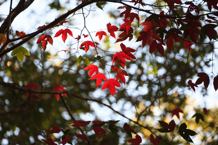 Red maple leaf in autumn