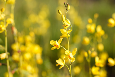 Wild orchids in nature, Spathoglottis lobbii Lindl flowerの写真素材