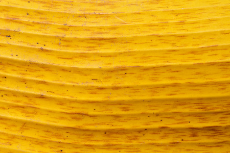 closeup of yellow banana leaf texture backgroundの写真素材