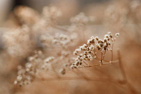 Meadow Flower