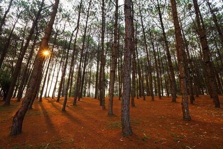 larch forest with sunlight and shadows at sunriseの写真素材