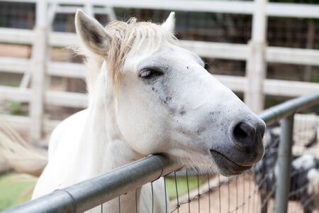 Closeup of a horse headの写真素材