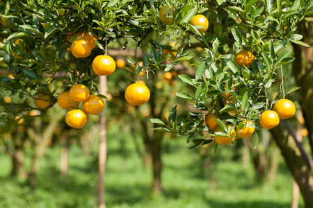 Closeup fresh orange on plant, orange tree