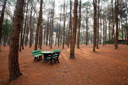 Stone benches and tables  in larch forest with sunlight and shadows at sunriseの写真素材