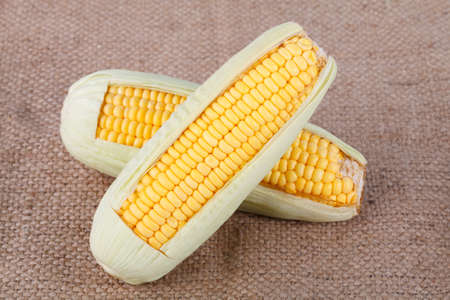Fresh sweet corn on sack background