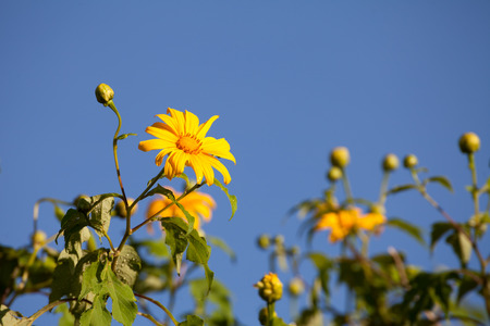 Close up Mexican sunflower weed (Tithonia diversifolia)の写真素材