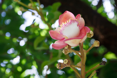 Sal flowers