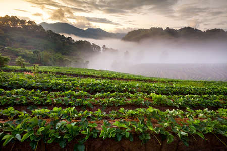 misty morning sunrise in strawberry garden at Doi Ang-khang mountain, chiangmai : thailand