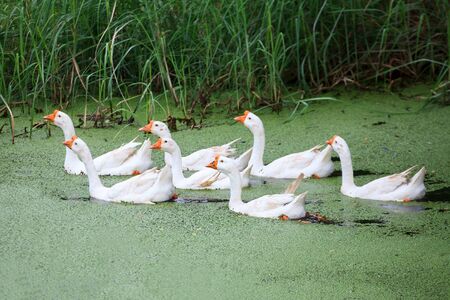 Domestic gooseの写真素材