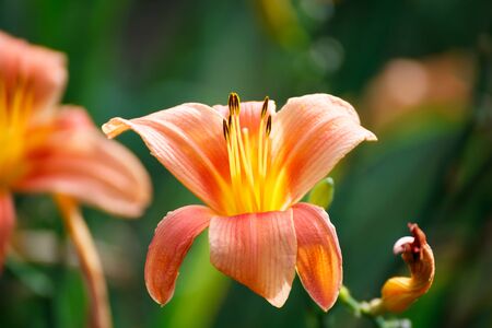Orange-yellow lily flower,Close-upの写真素材