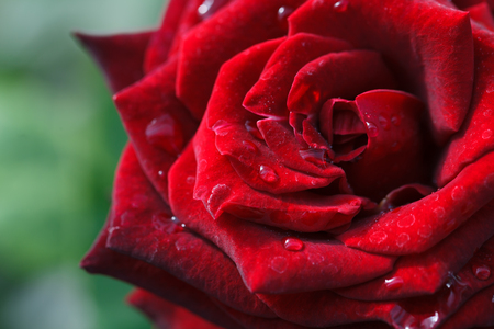 Close-up beautiful rose with water dropsの写真素材