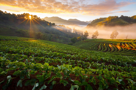 Misty morning sunrise in strawberry garden at Doi Ang-khang mountain, chiangmai : thailandの写真素材