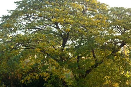 mighty old tree with green spring leaves