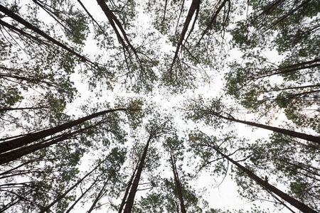 pine trees from below