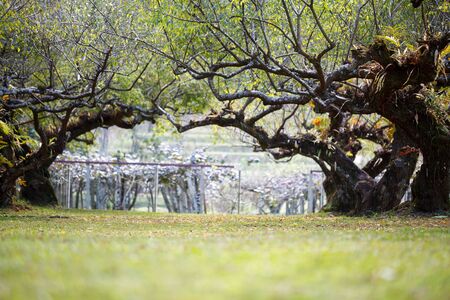 Close-up plum tree at doi angkhang mountain, Chiangmai, Thailandの写真素材