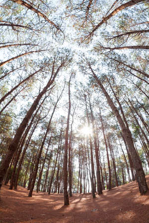 pine trees from belowの写真素材