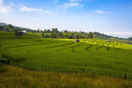 green terraced rice field at Ban Pa Bong Peay in Chiangmai, Thailandの写真素材