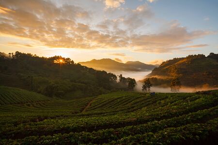 Misty morning sunrise in strawberry garden at Doi Angkhang mountain, chiangmai : thailandの写真素材