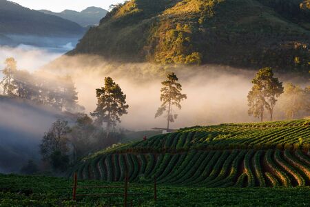 misty morning sunrise in strawberry garden at Doi Ang khang mountain, chiangmai thailandの写真素材