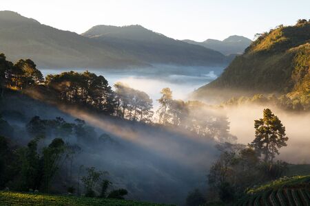 misty morning sunrise in strawberry garden at Doi angkhang mountain, chiangmai thailandの写真素材