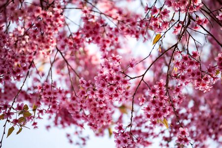 Cherry blossom in Khun Wang ChiangMai, Thailand.の写真素材