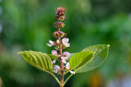 Close up basil leaves on nature bokeh backgroundの写真素材