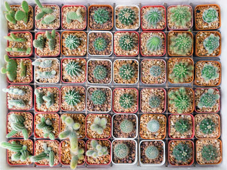 Succulent plants and Cactus plants in pots,View from the topの写真素材