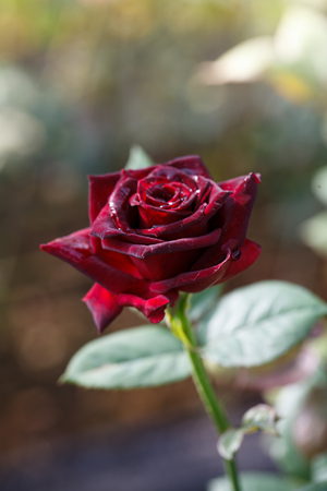 Close-up beautiful red roseの写真素材