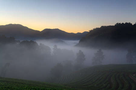 fog morning sunrise in strawberry garden at Doi Ang khang mountain, chiangmai thailand